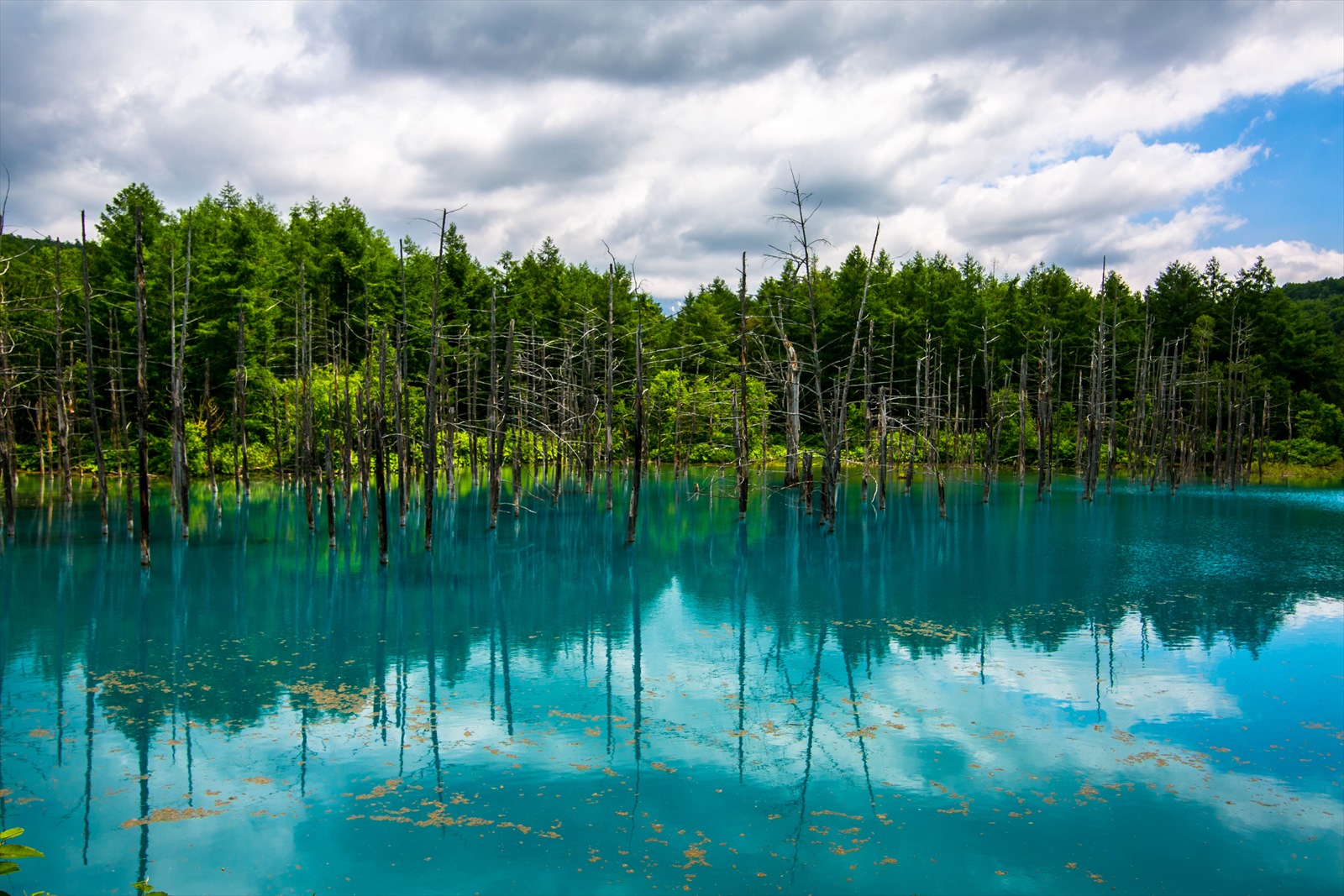 青い池