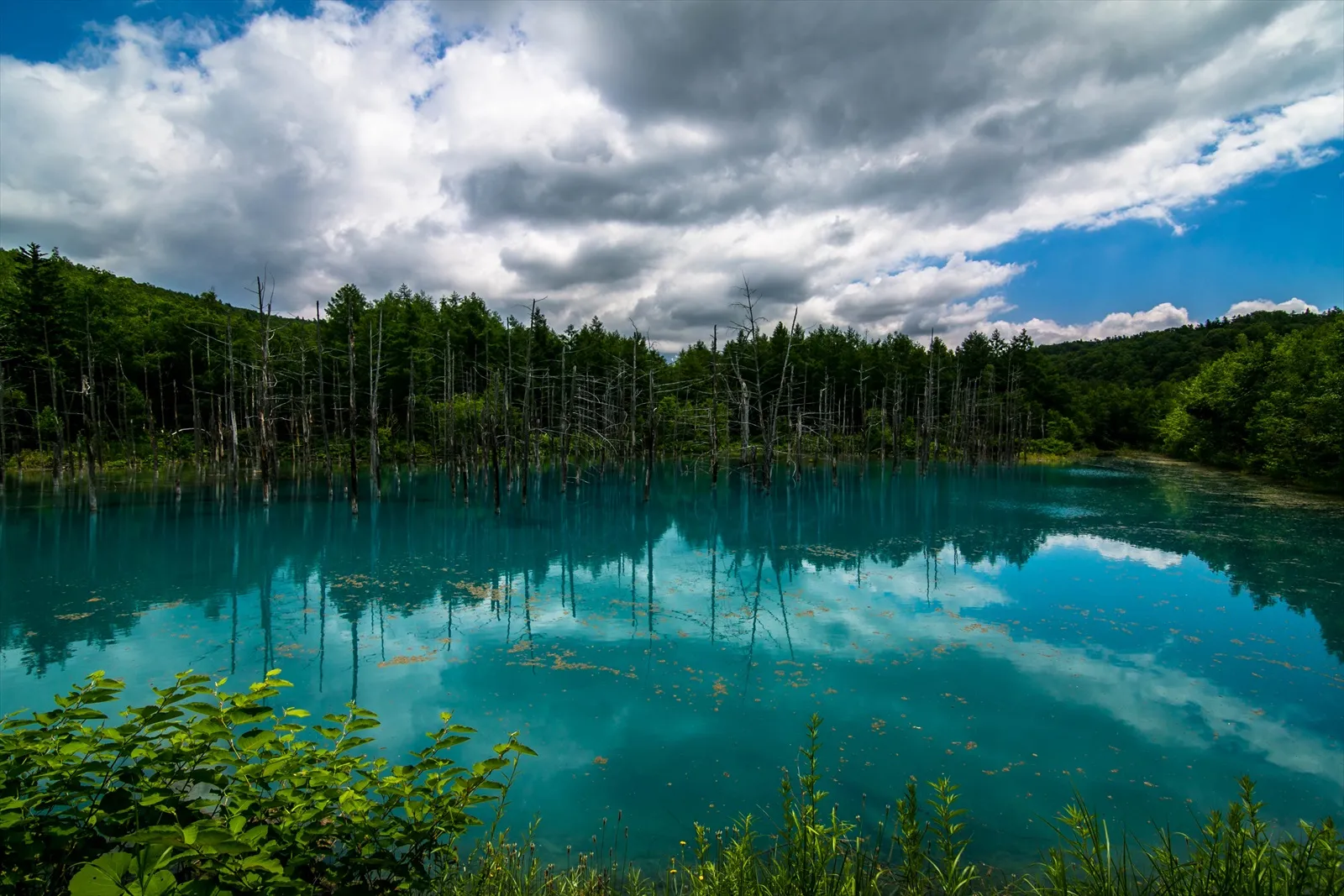 【青い池】なぜか青い枯れてる木が立つ北海道の神秘！