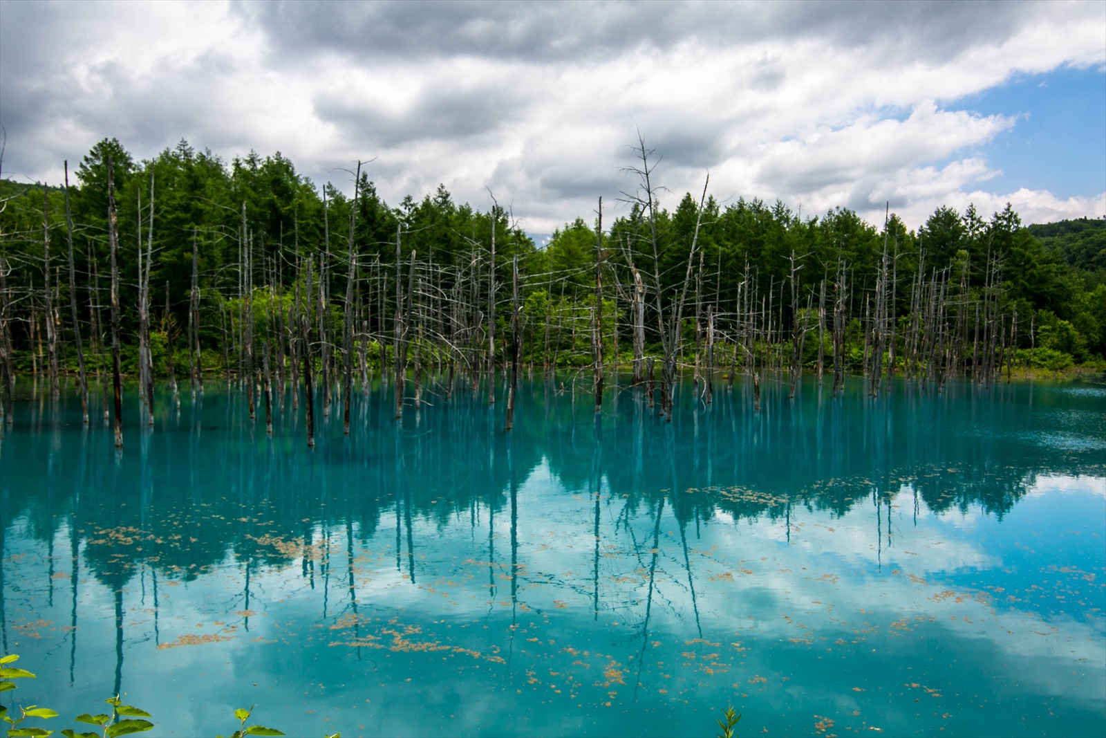 青い池