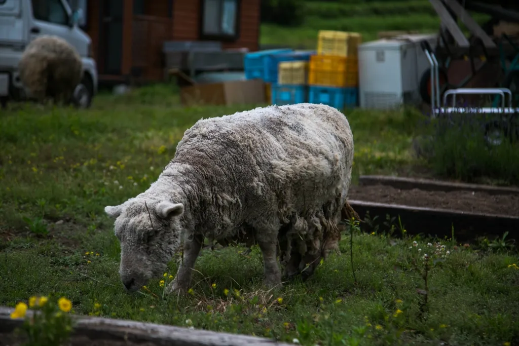 星に手の届く丘キャンプ場