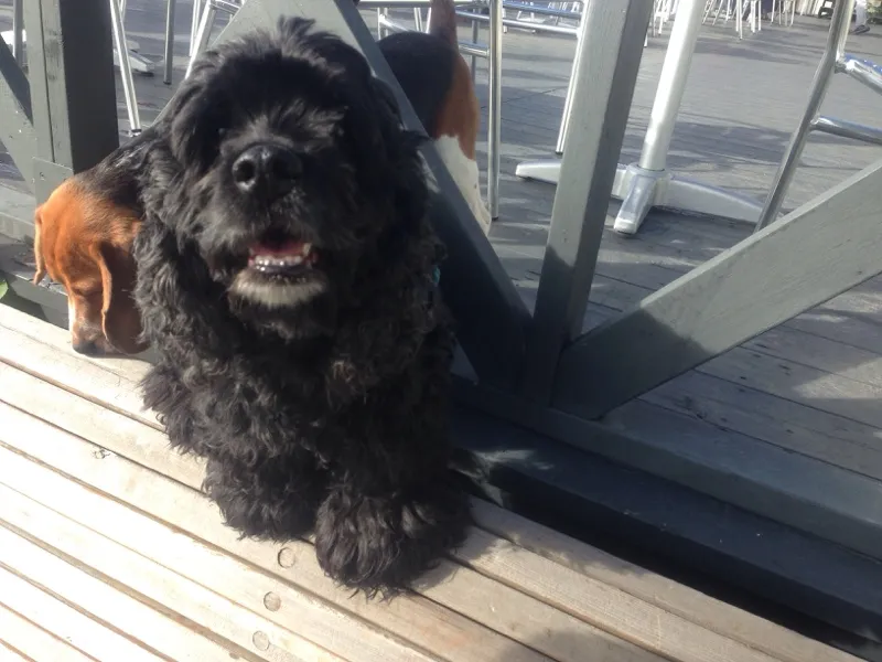 北海道トマム 雲海テラス