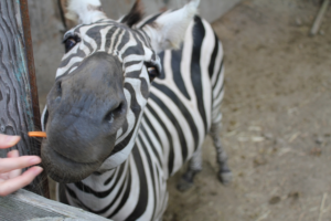 【ノースサファリ 札幌】赤ちゃんライオンが可愛過ぎた