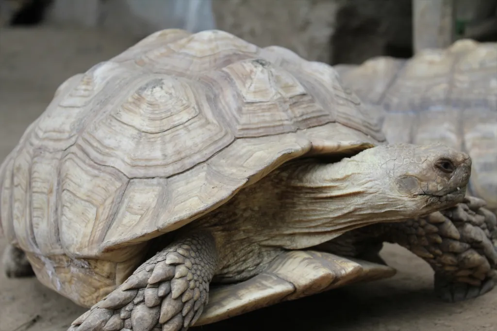 ノースサファリ 札幌