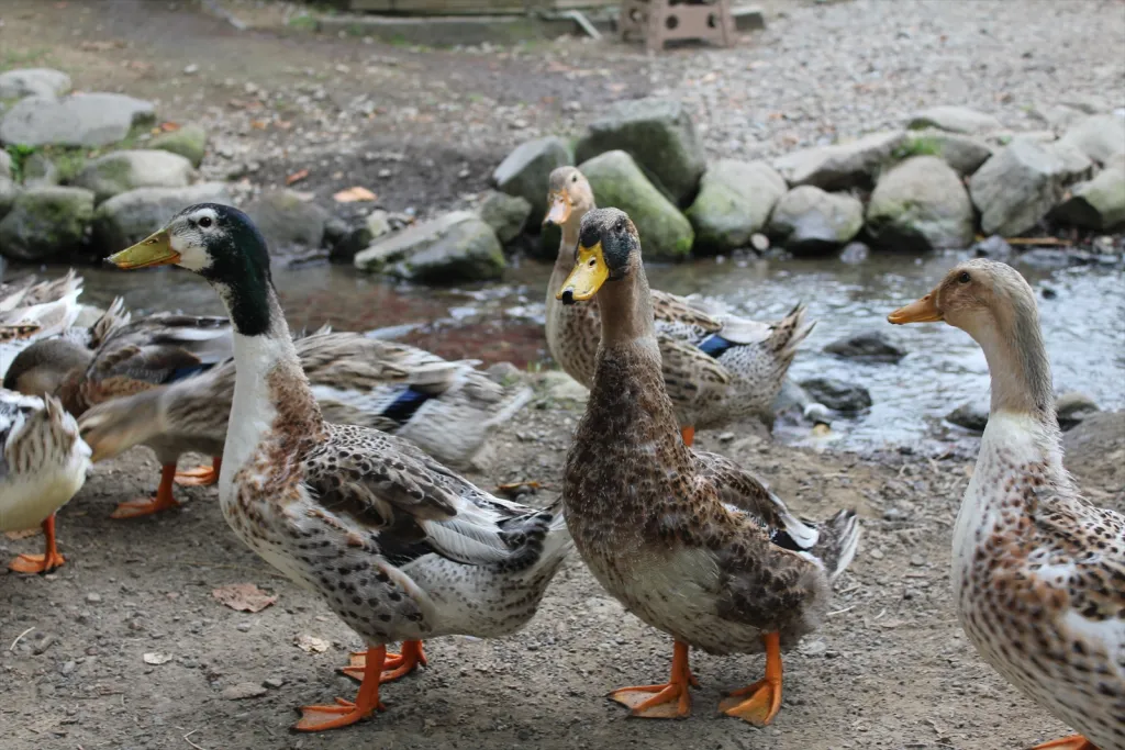 ノースサファリ 札幌