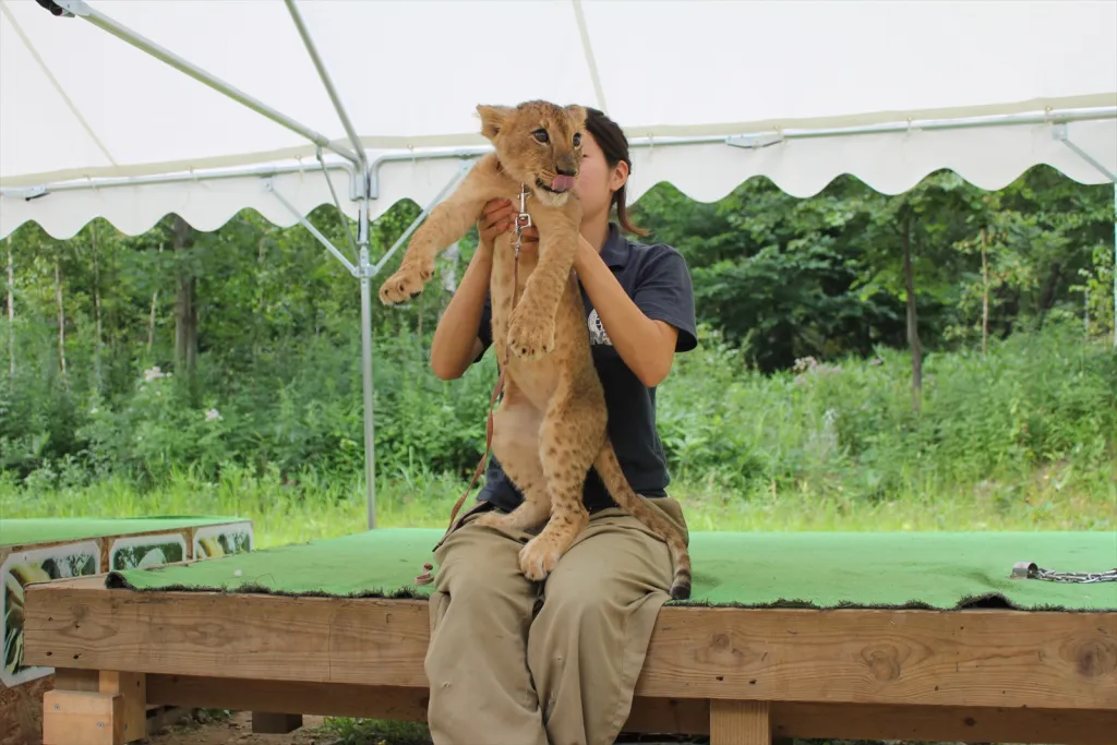 ノースサファリ札幌の赤ちゃんライオン
