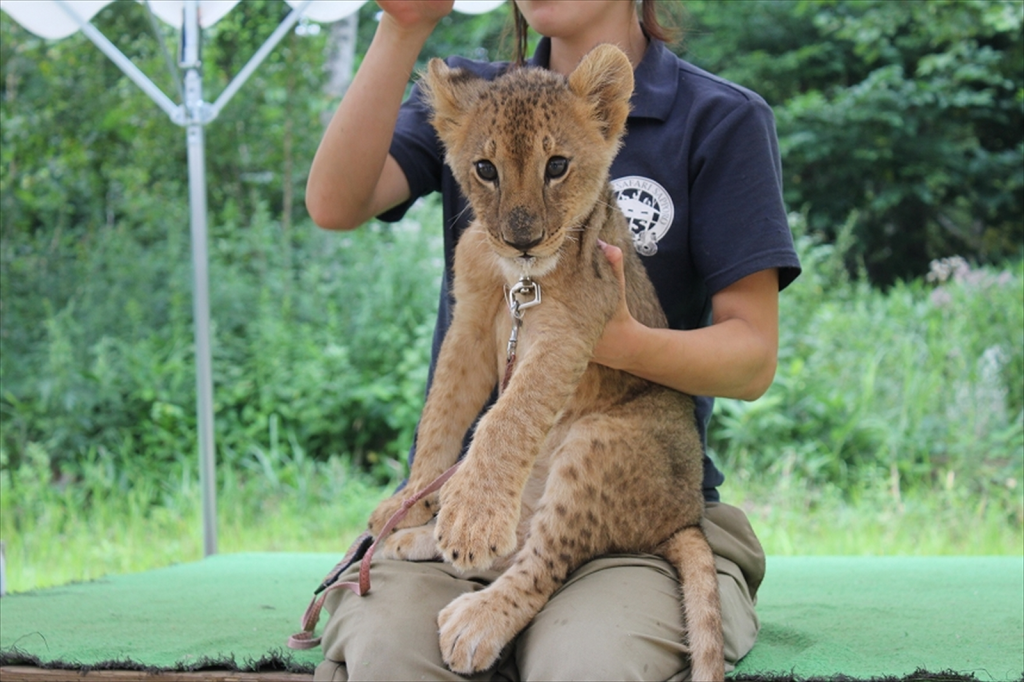 ノースサファリ札幌の赤ちゃんライオン