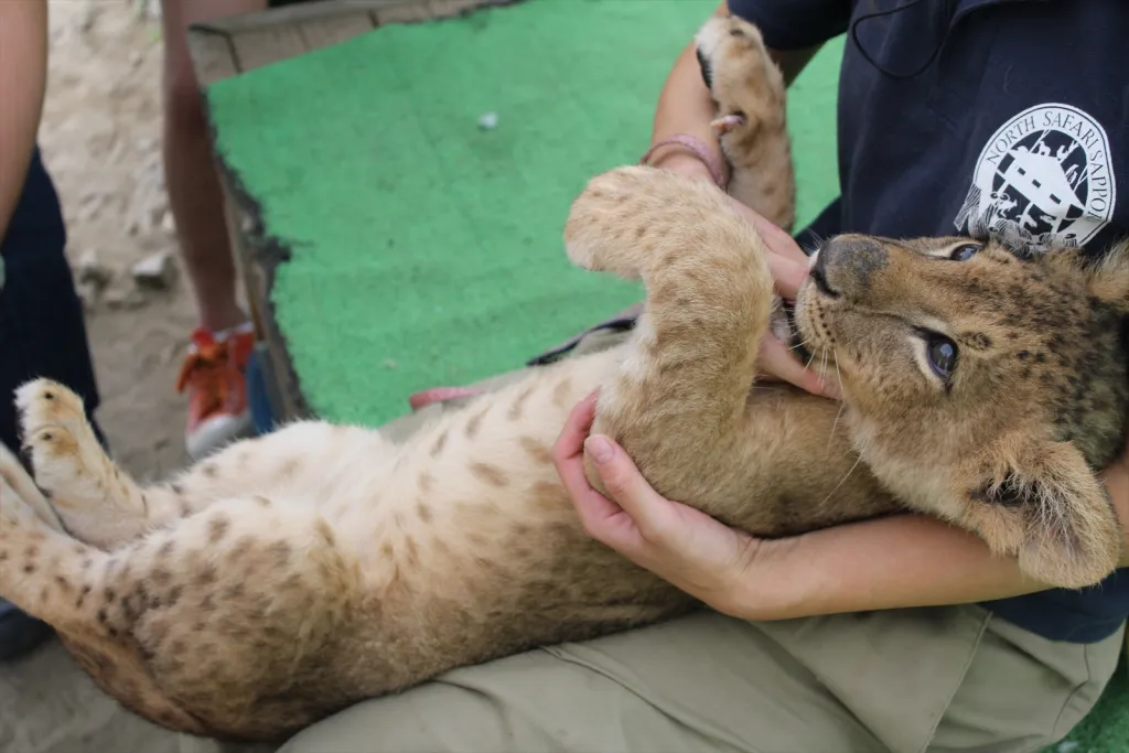 ノースサファリ札幌の赤ちゃんライオン