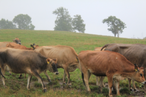 美瑛放牧酪農場　ジャージー牛たちとおいしいソフトクリーム