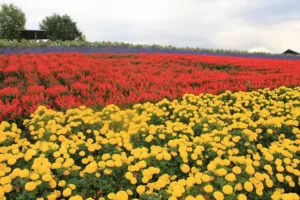 国道237号線北海道ガーデン街道で見つけたお花畑かんのファーム