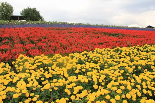 国道237号線北海道ガーデン街道で見つけたお花畑かんのファーム