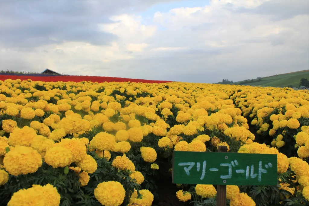 お花畑かんのファーム