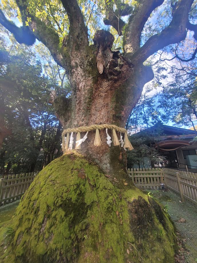 熱田神宮 ご神木