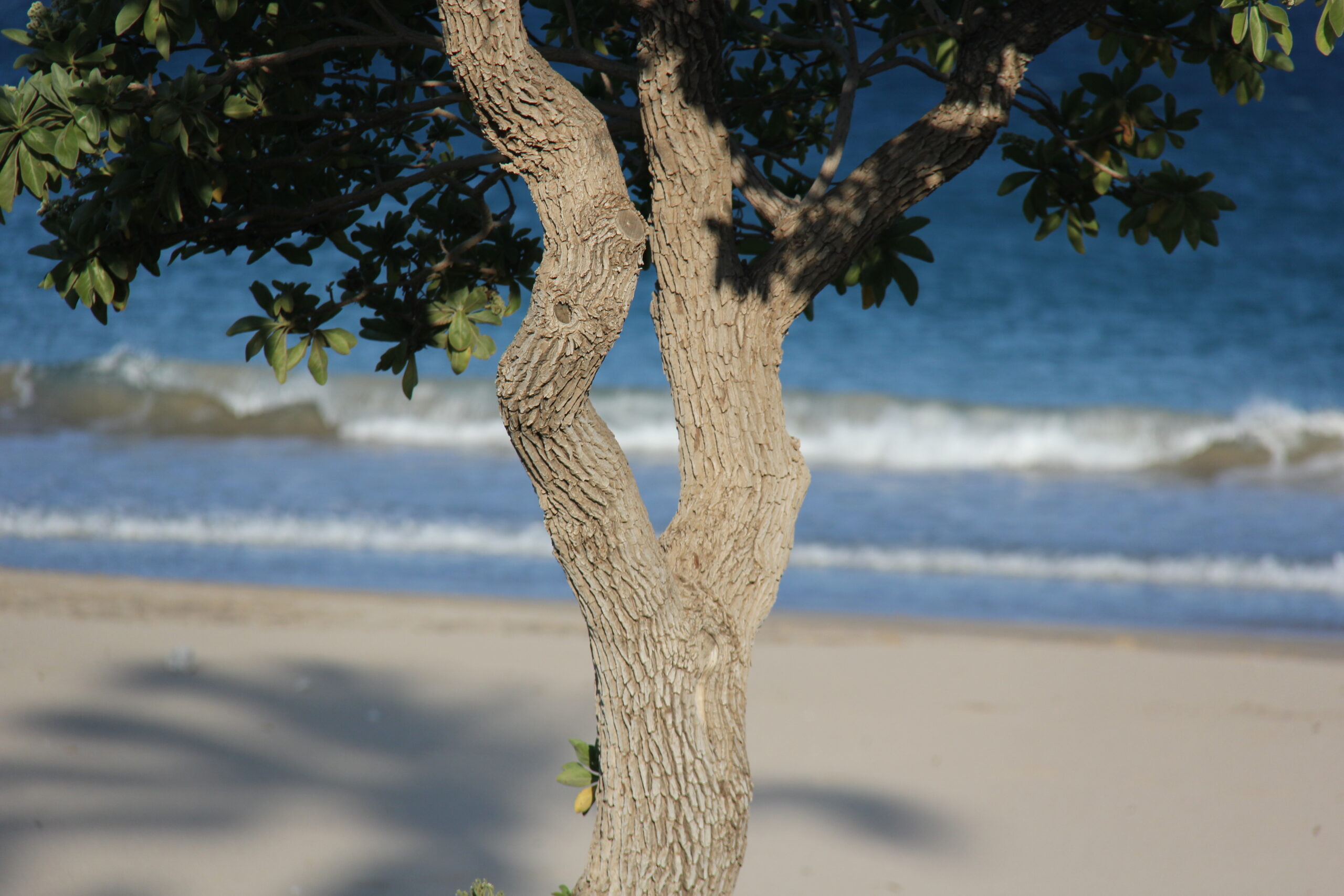 ハプナビーチ州立公園