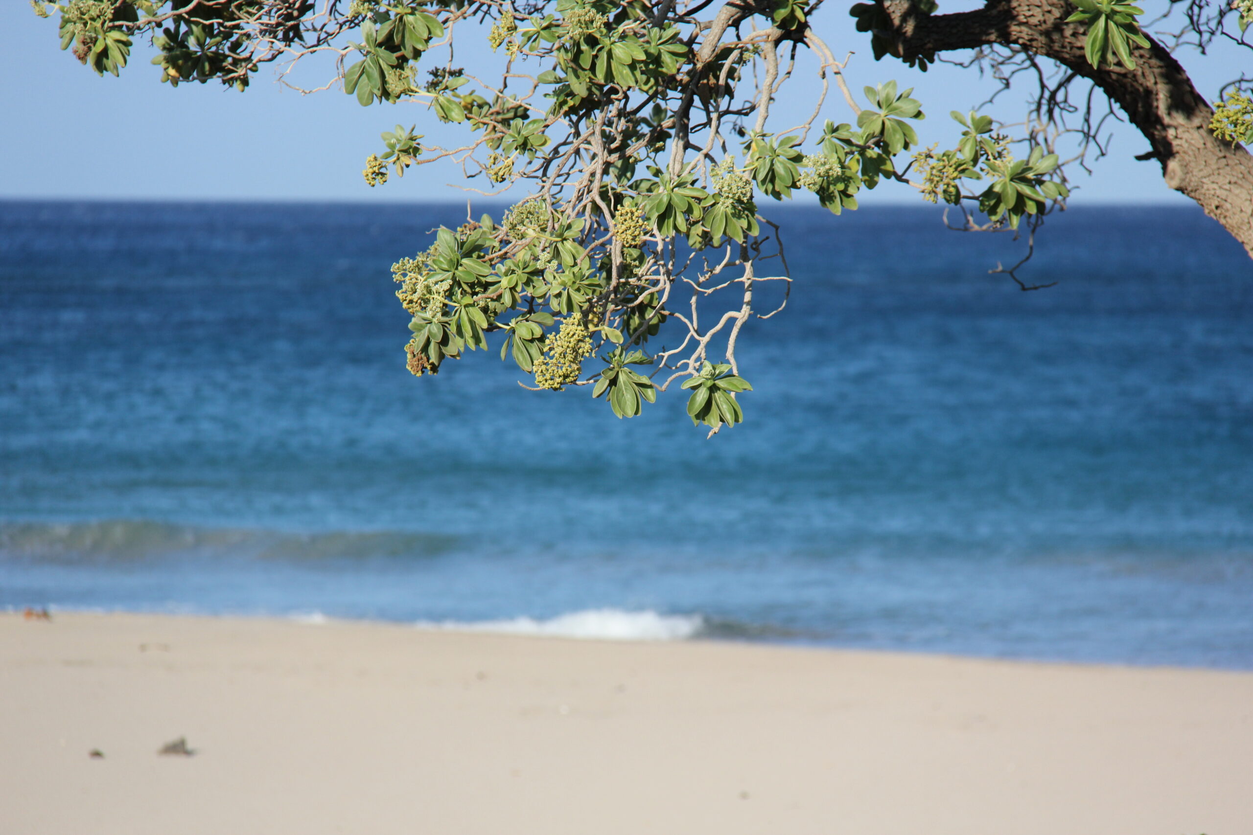 ハプナビーチ州立公園
