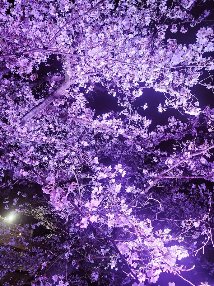 五条川桜まつり