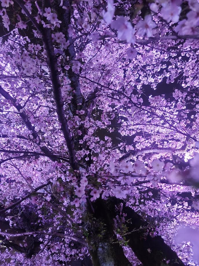 五条川桜まつり