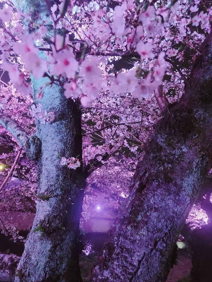 五条川桜まつり