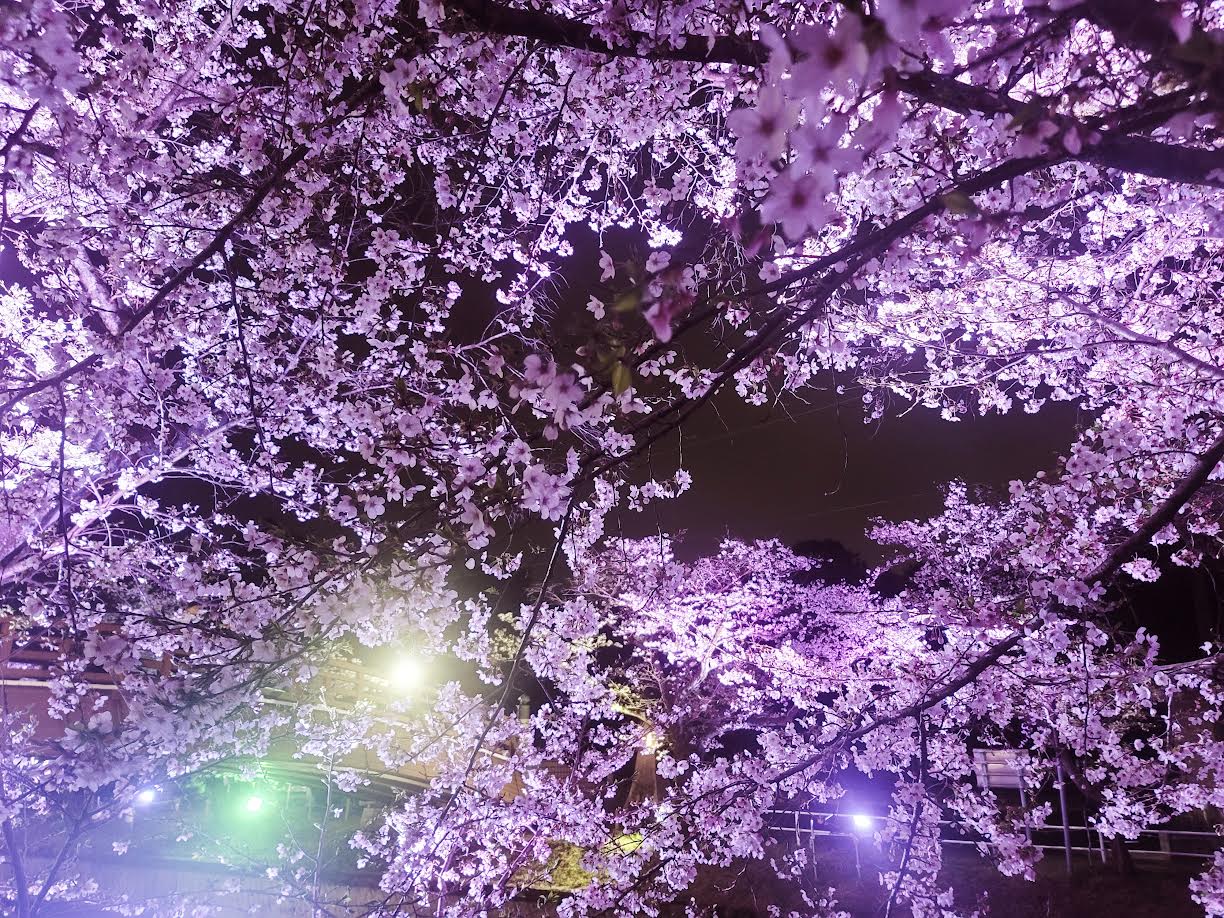 五条川桜まつり ライトアップの桜がきれかった!