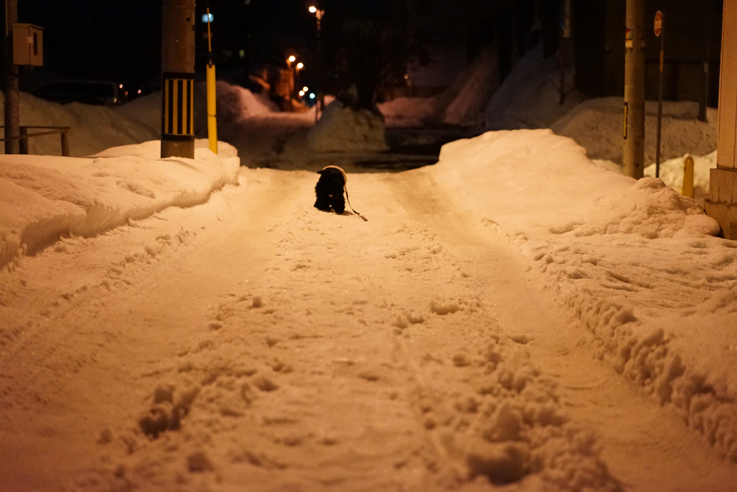 パチンコで9万4000円勝って、Sonnar T* FE 55mm F1.8 ZA　SEL55F18Z 購入！