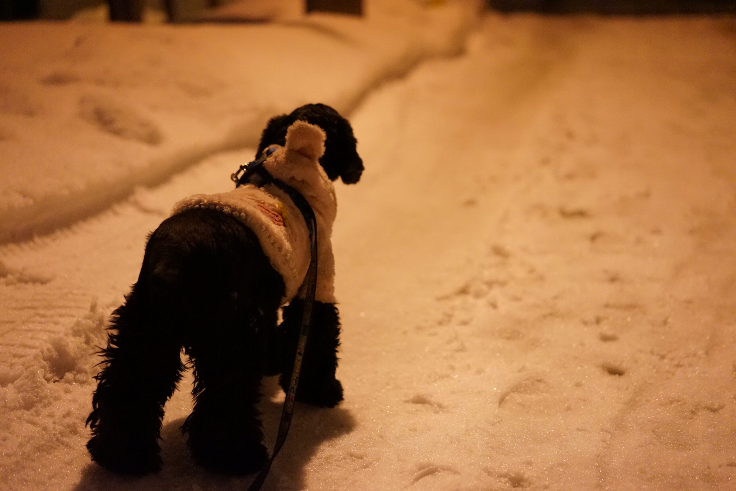 Sonnar T* FE 55mm F1.8 ZA　SEL55F18Z