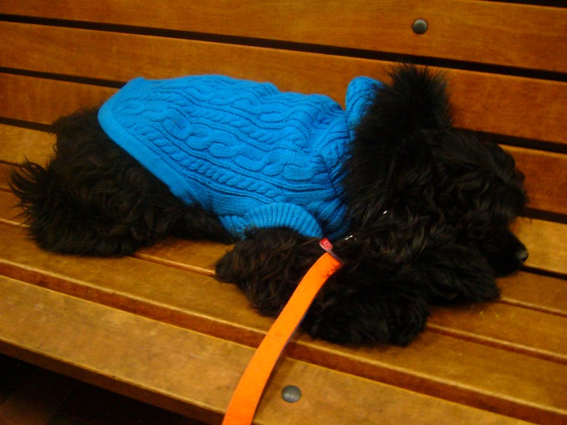 ベンチでハァハァしてるビービー