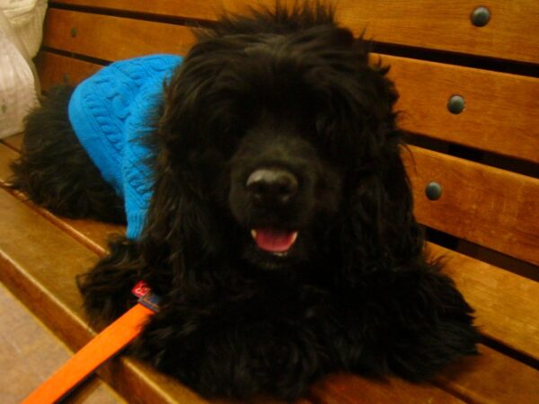 ベンチでハァハァしてるビービー