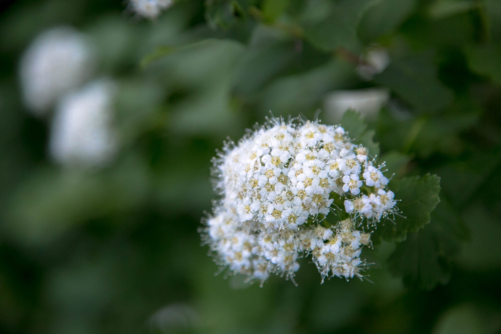 マルバシモツケ