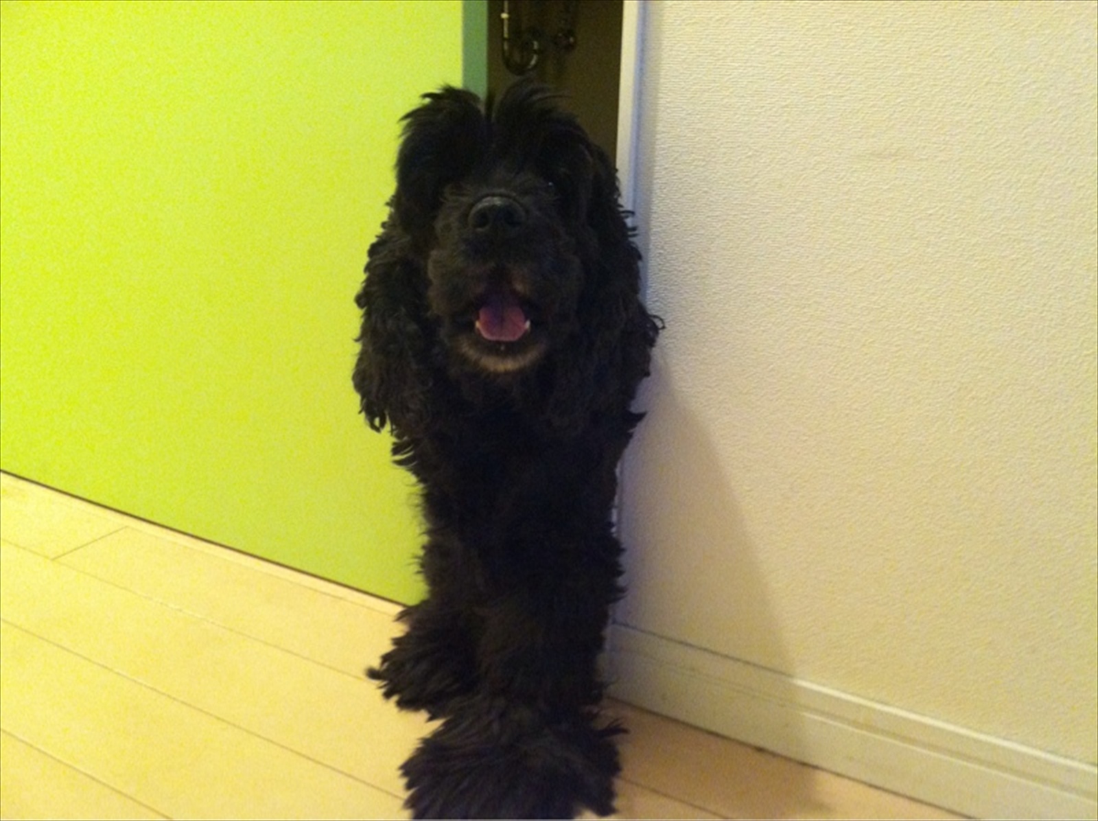 トイレに閉じこもったビビ