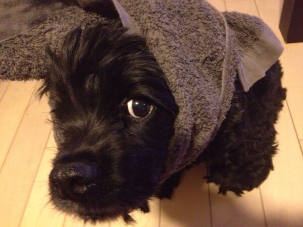 タオルまきまきビビちゃん