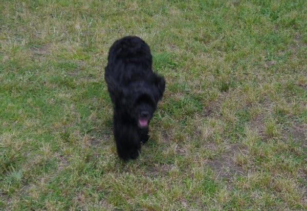 ビビ ドッグラン