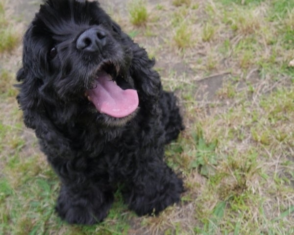 ビビ ドッグラン