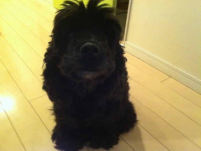 トイレに閉じこもったビビ