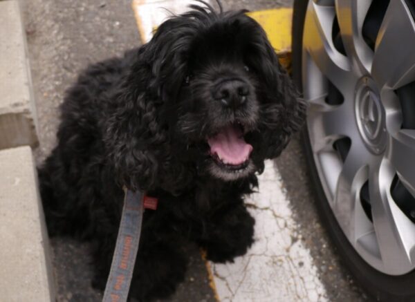 さよならビビちゃん