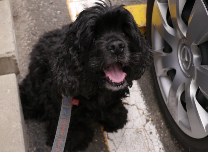 さよならビビちゃん