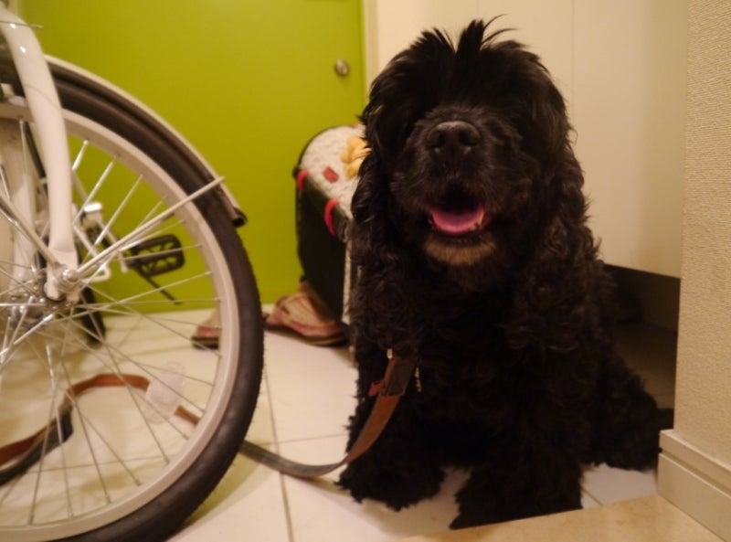 ビビが1ヶ月ぶりに帰ってきた☆