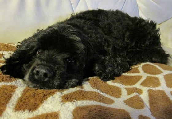 眠りの浅いビビ