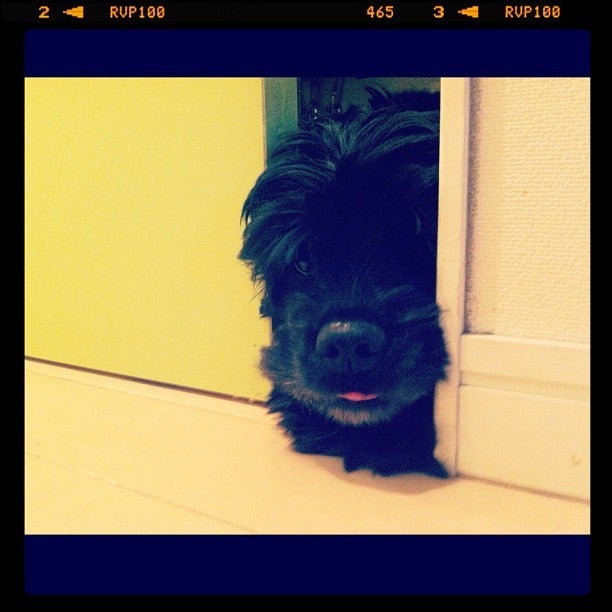 トイレに閉じこもったビビ